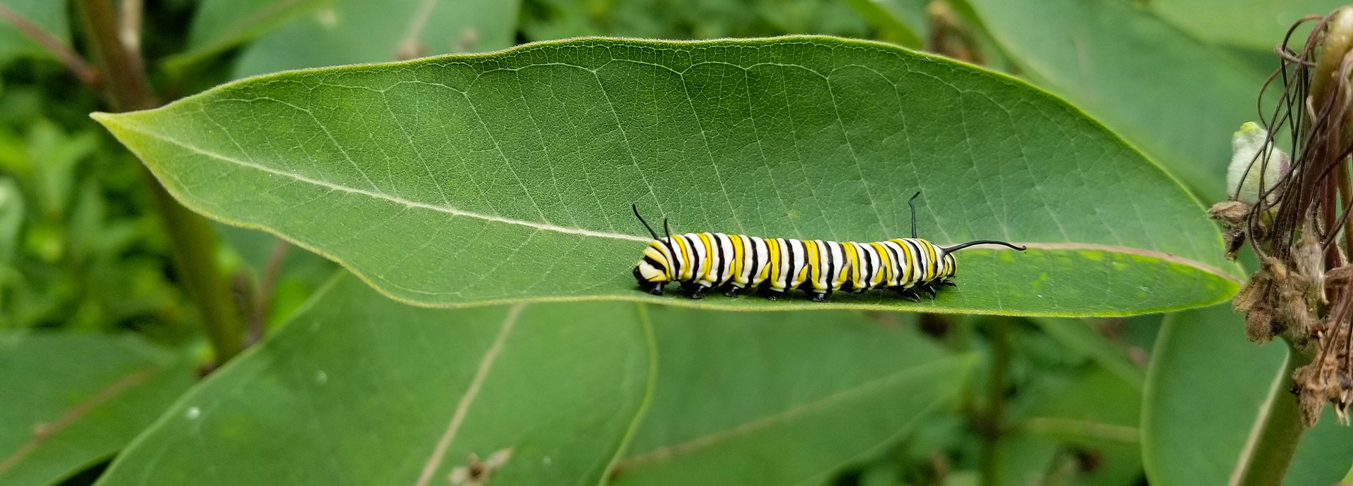 Slideshow Image - A Monarch caterpillar on a Milkweed leaf
