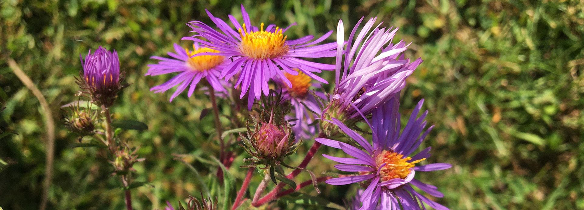 Slideshow Image - Bright purple New England Aster flowers with yellow centers