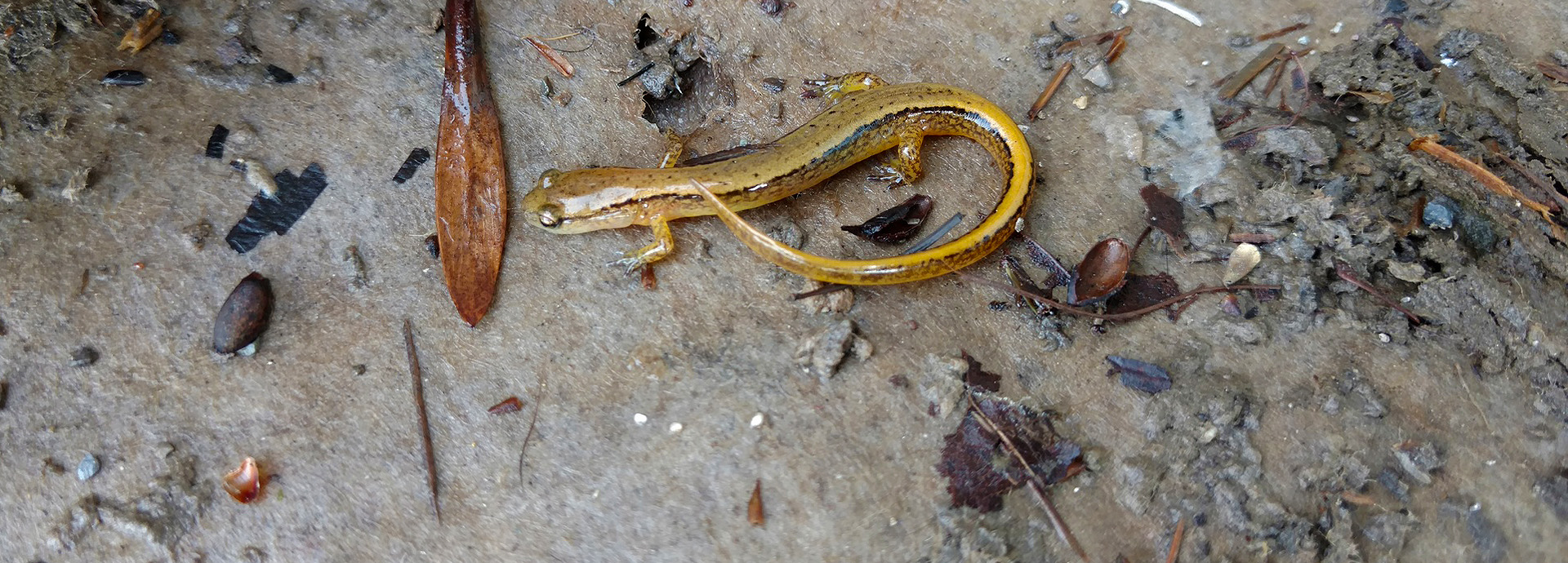 Slideshow Image - A small Red-Backed Salamander near a riverbed