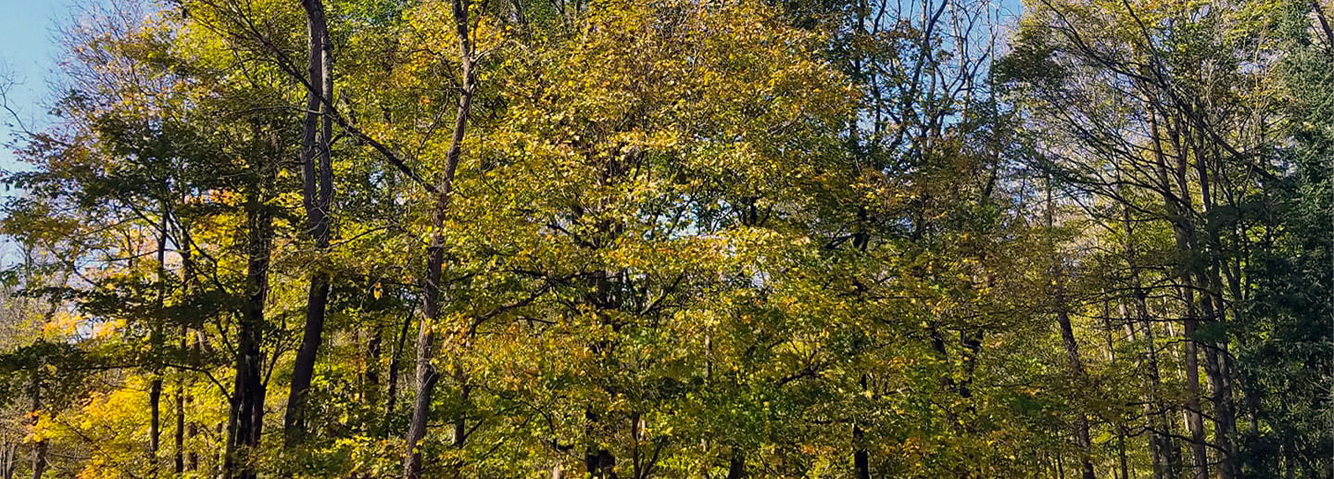 Slideshow Image - Vibrant fall trees and a clear blue sky