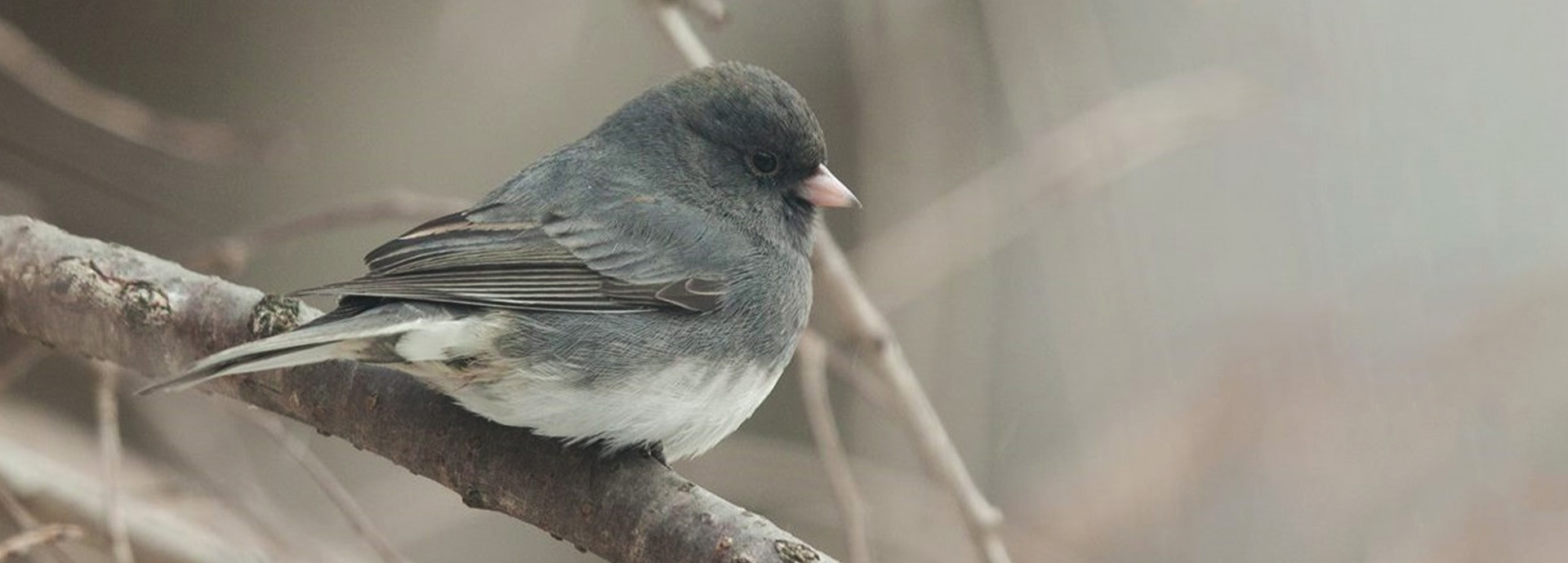 Slideshow Image - A Dark-eyed Junco sitting on a bare tree branch