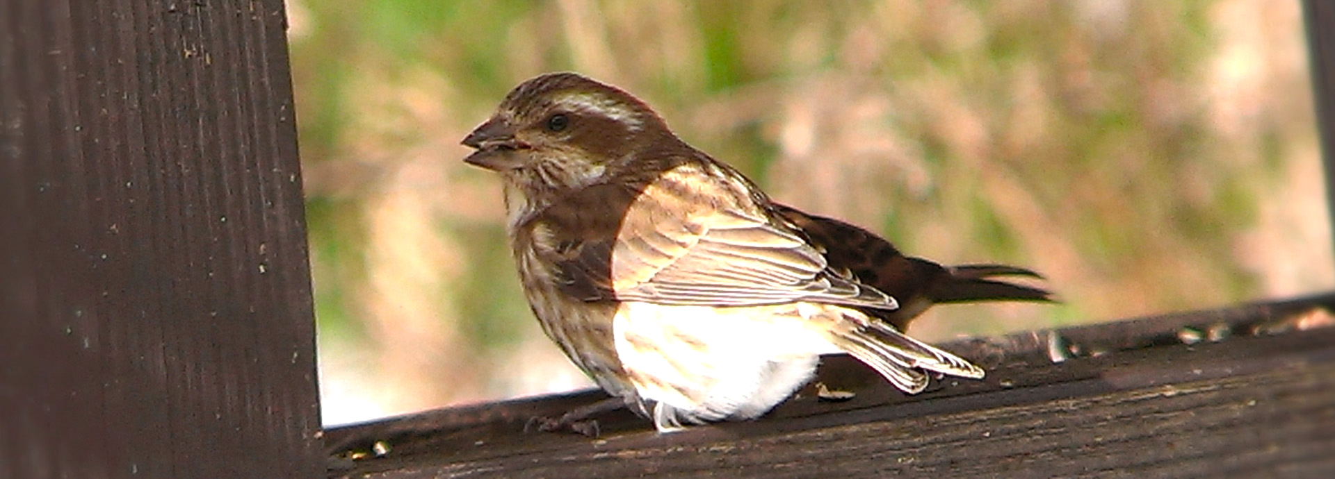 Slideshow Image - A Chipping Sparrow sitting on a platform bird feeder