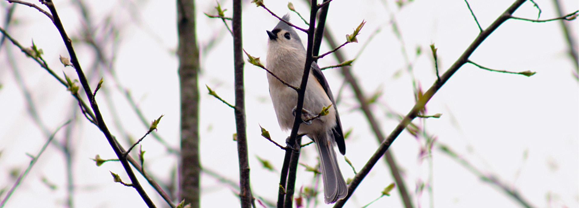 Slideshow Image - A Tufted Titmouse sitting in the upper branches of a budding tree