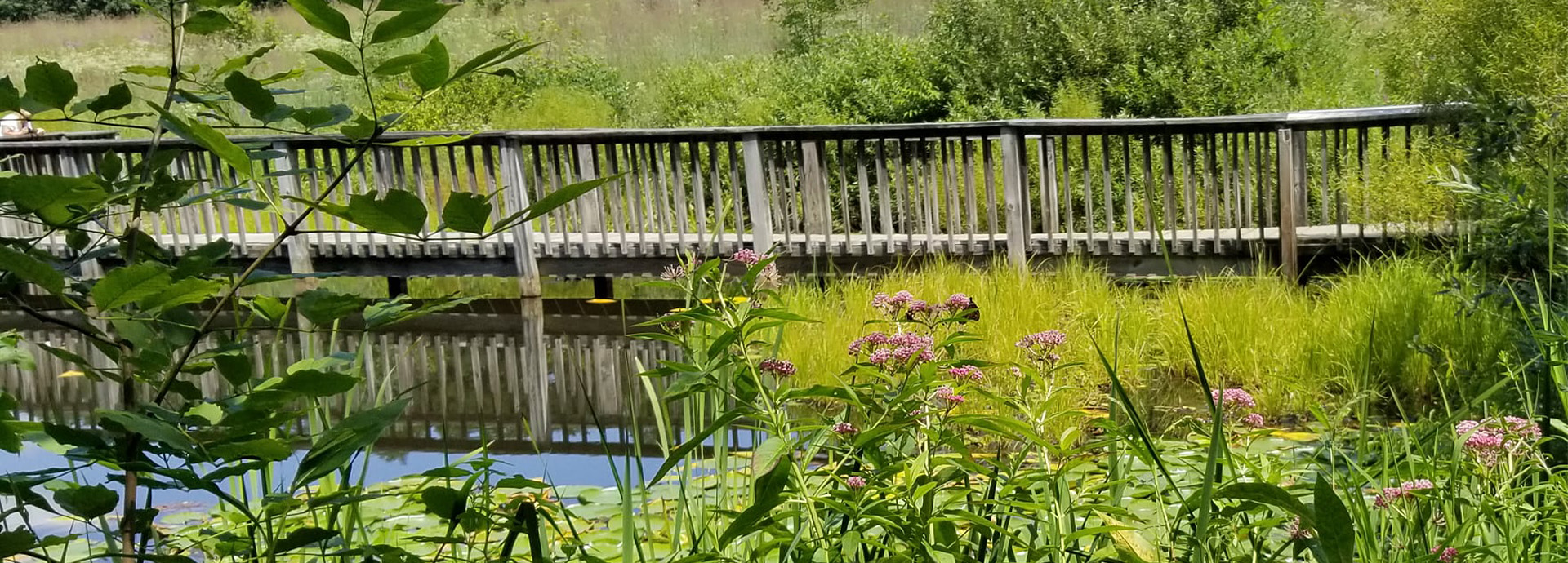 Slideshow Image - Native plants and wildflowers growing in and around the main pond at GNC