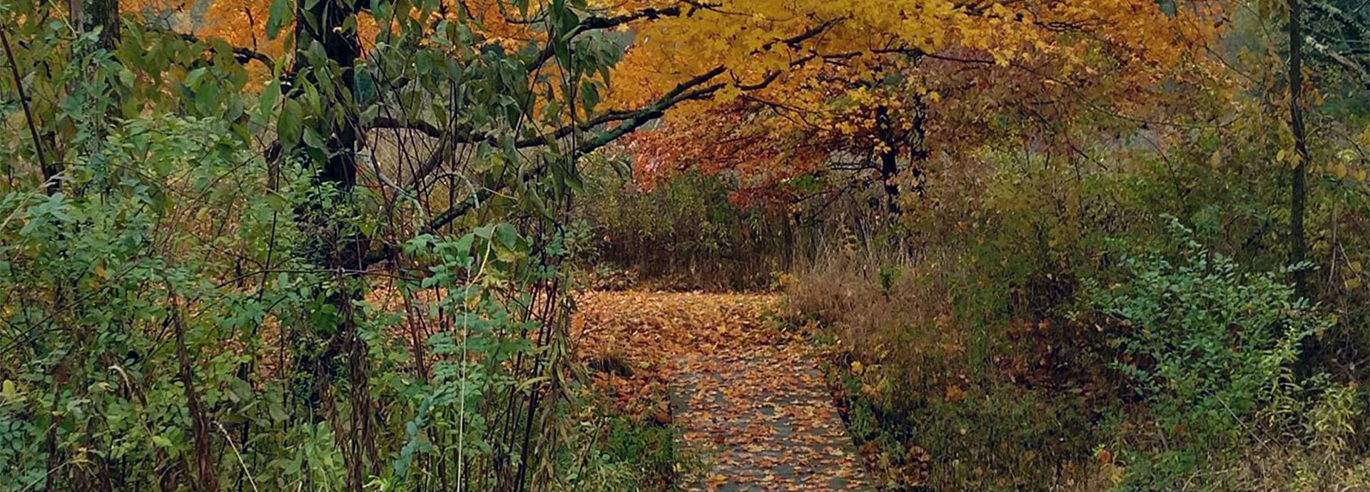 Slideshow Image - A path cut through thick underbrush and coated in bright fall leaves