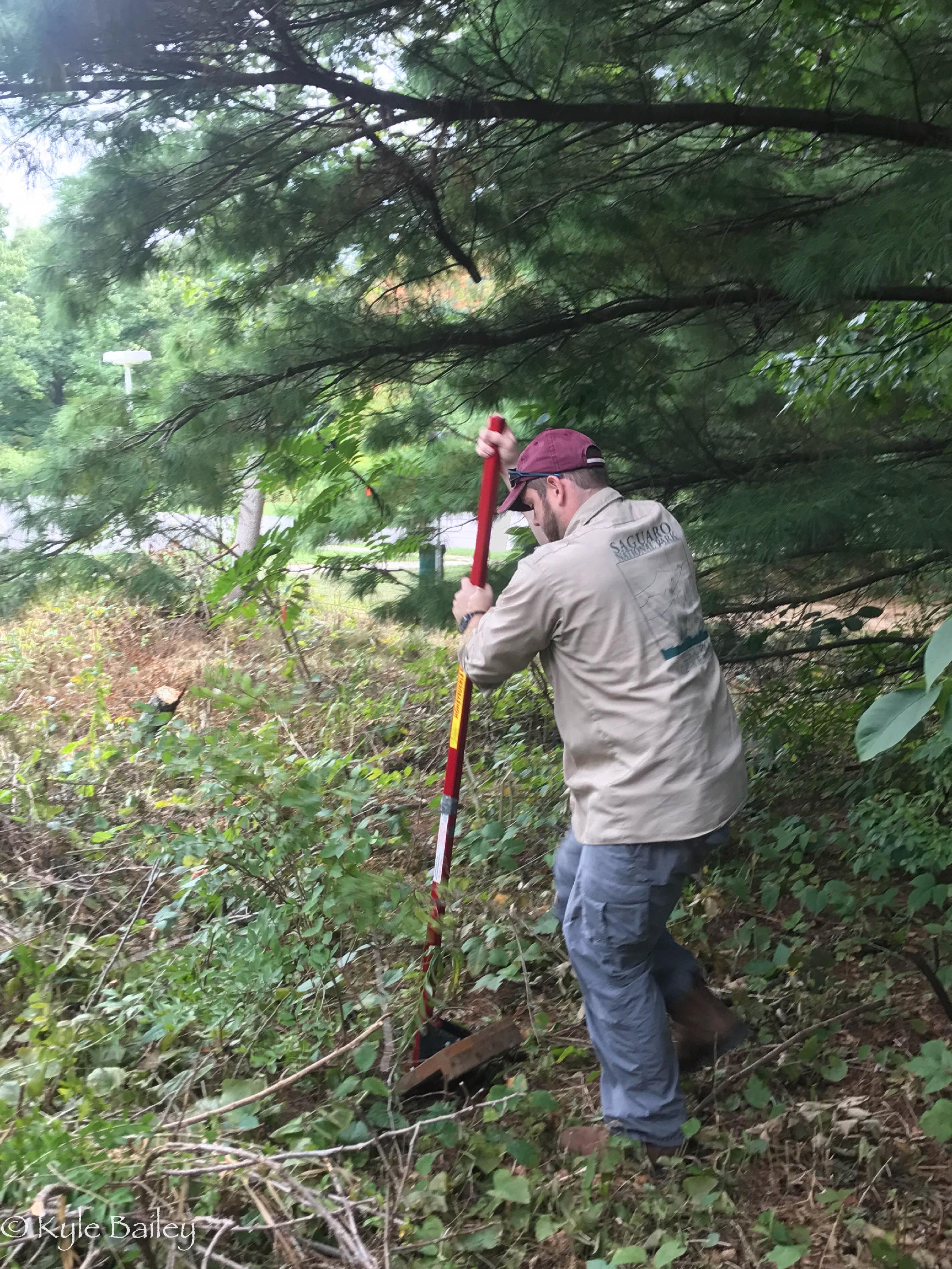 A volunteer manually removing woody honeysuckle bushes