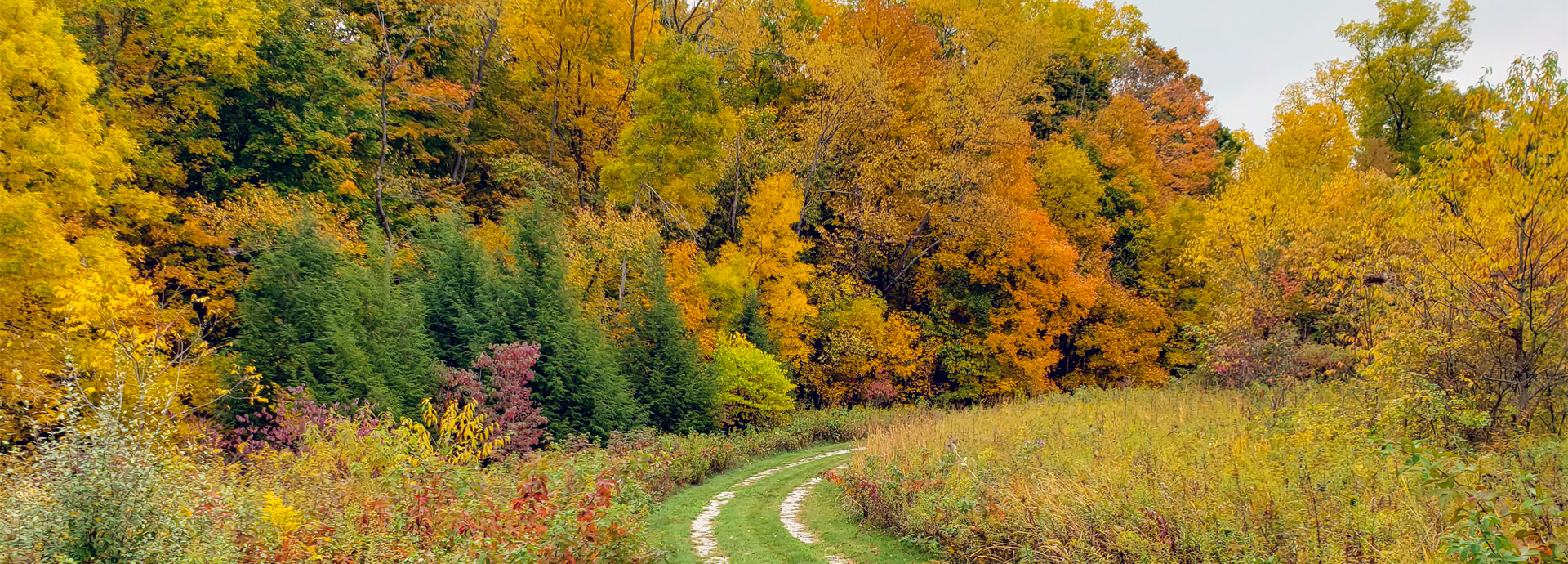 Slideshow Image - A driveway surrounded by grasses and trees in vibrant fall colors