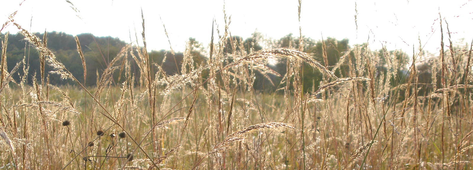 Slideshow Image - A closeup of flowering native grasses