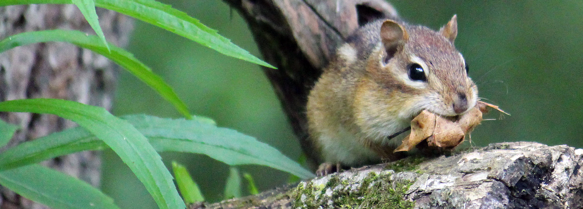 Slideshow Image - A chipmunk sitting on the branch of a tree and holding a leaf in its mouth