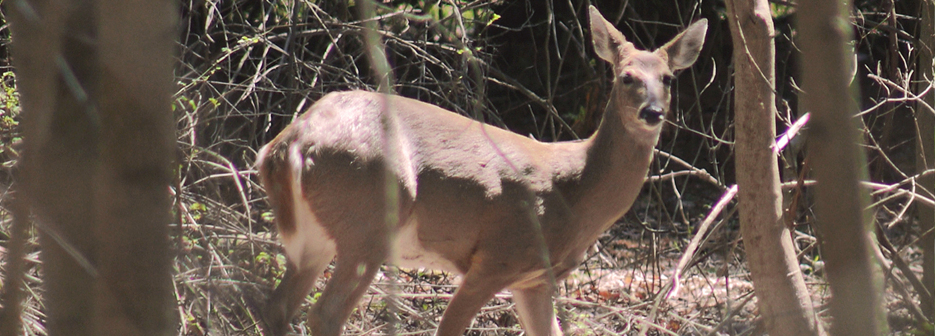 Slideshow Image - A White-tailed Deer standing in the forest underbrush