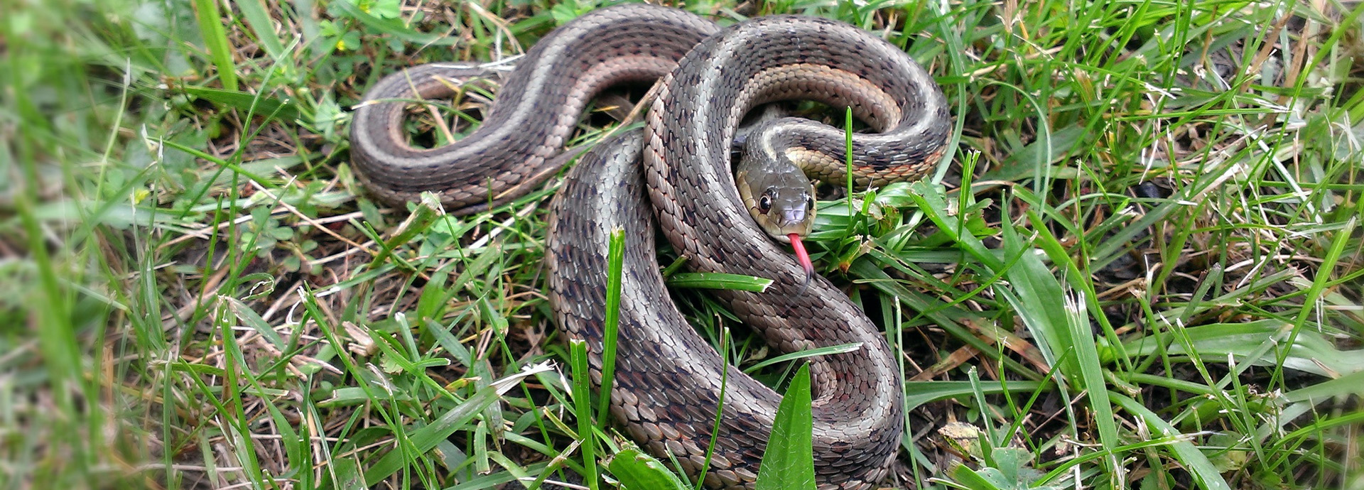 Slideshow Image - A Garter Snake in a patch of grass sticking out its bright red tongue