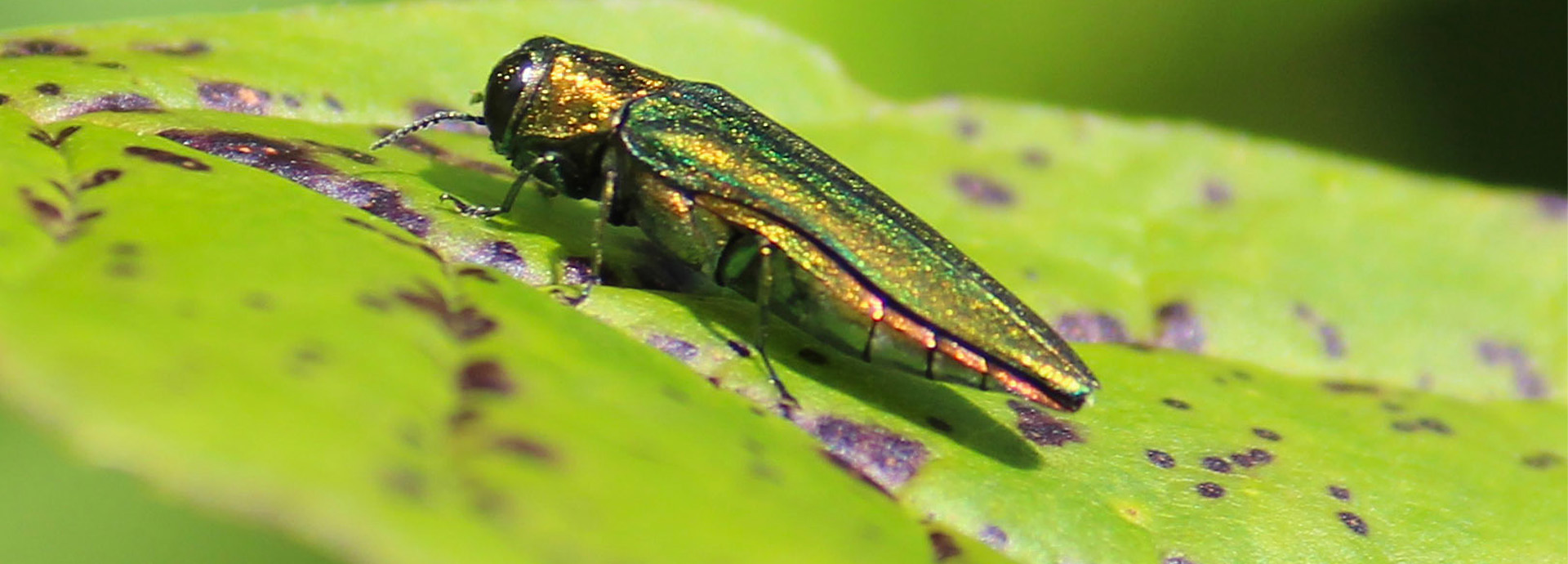 Slideshow Image - A close-up shot of an Emerald Ash Borer sitting on a leaf