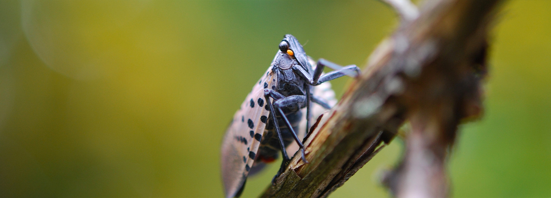 Slideshow Image - A close-up shot of a Spotted Lanternfly sitting on a leaf