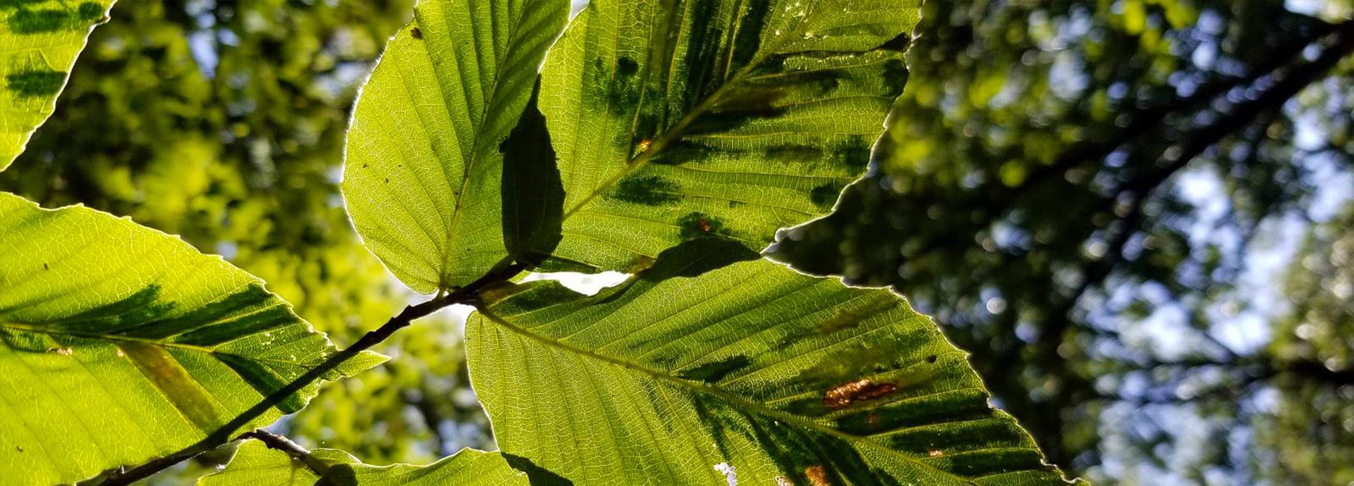 Slideshow Image - A group of beech leaves with blemishes from Beech Leaf Disease