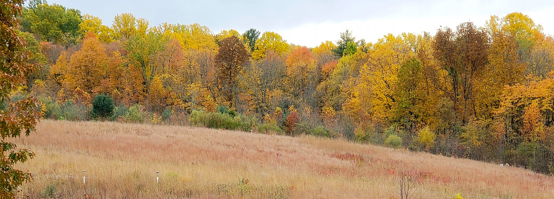 Slideshow Image - The edge of Gorman Nature Center's forest in vibrant fall colors