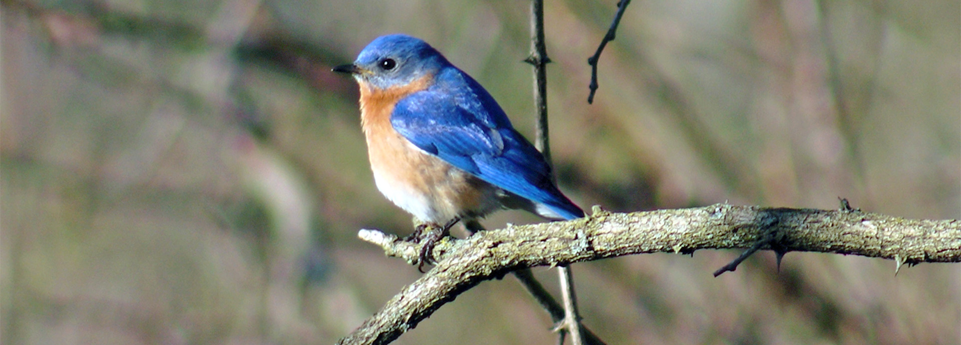 Slideshow Image - An Eastern Bluebird sitting on a bare branch