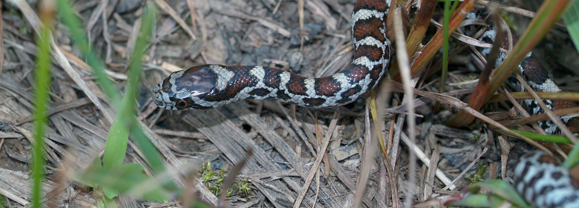 Slideshow Image - An Eastern Milk Snake in some dry grass